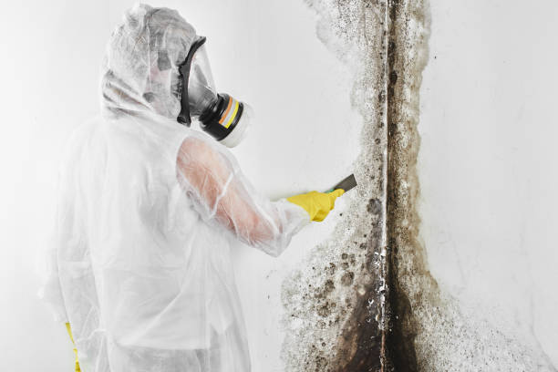 Best Mold Remediation Experts  in Dassel, MN