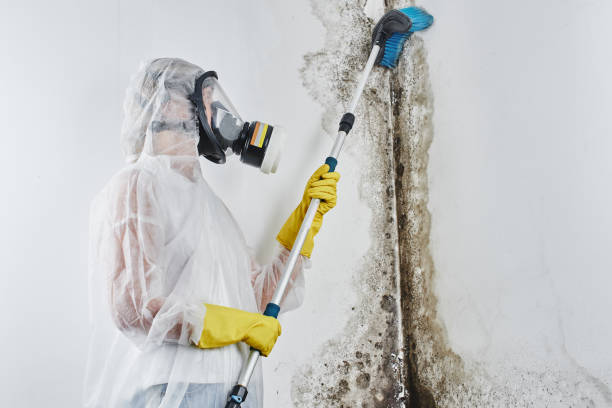 Best Mold Damage Repair  in Dassel, MN
