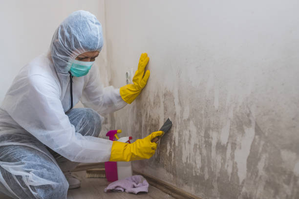 Best Office Mold Removal Services  in Dassel, MN