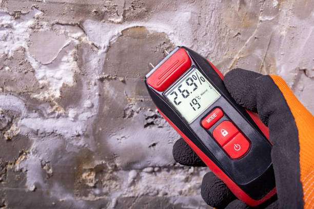 Best Commercial Mold Removal  in Dassel, MN