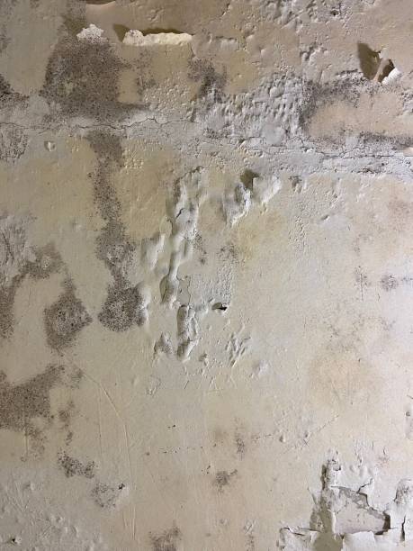 Office Mold Removal Services in Dassel, MN
