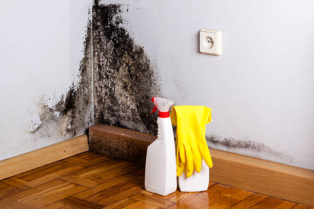 Best Black Mold Removal  in Dassel, MN