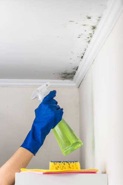 Best Certified Mold Removal  in Dassel, MN
