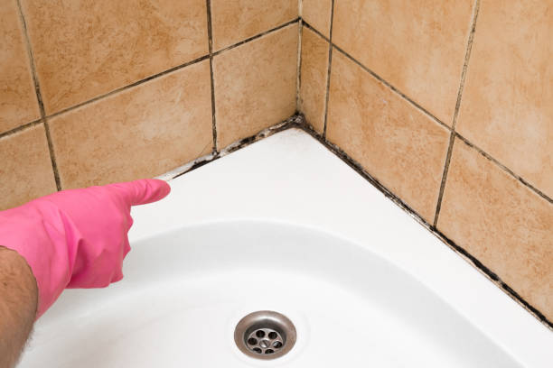 Best Black Mold Removal  in Dassel, MN