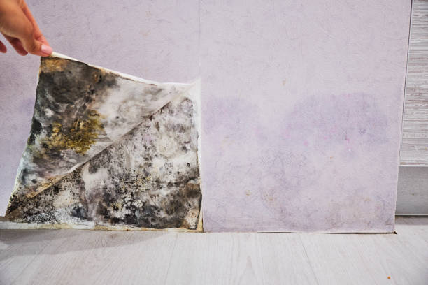 Best Commercial Mold Removal  in Dassel, MN